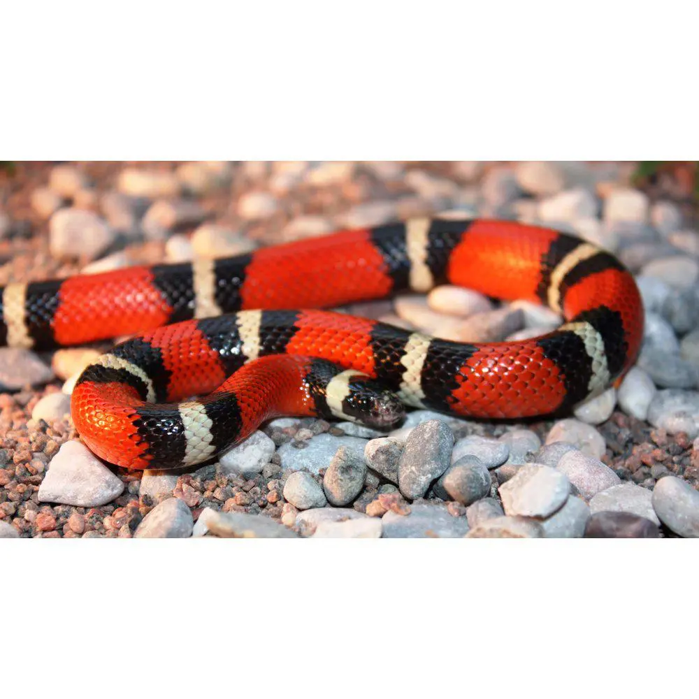 Mælkesnog Lampropeltis Triangulum Sinaloa (unge)